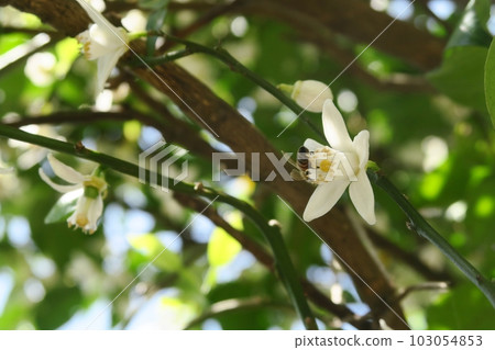 一隻蜜蜂從千葉柚子花中吸取花蜜 103054853