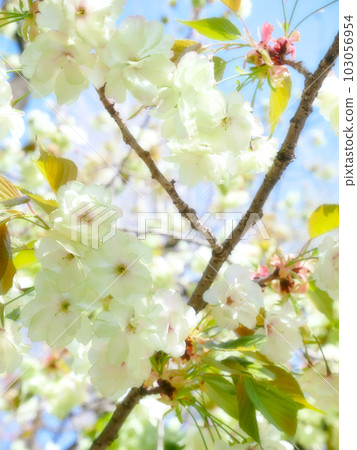 Gyoi Kizakura in full bloom against the blue sky ~ soft focus Gyoi Kizakura in full bloom against the blue sky ~ soft focus 103056954
