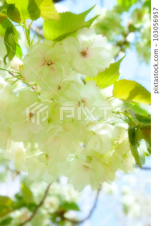 Gyoi Kizakura blooming in full bloom in the blue sky ~3:2 version ~Soft focus 103056957