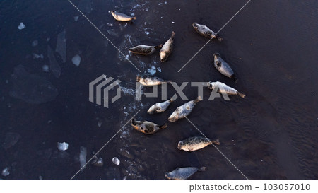Fur Seals in Natural Environment. Pure Icelandic Nature. Ocean Coast with Floating Ice at Sunset. Wildlife in Iceland. Sea Lions Aerial View. Fur Seals in Natural Environment. Pure Icelandic Nature. Ocean Coast with Floating Ice at Sunset. Wildlife in Iceland. Sea Lions Aerial View. 103057010