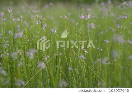 Matsubaunran and cabbage butterfly 103057646