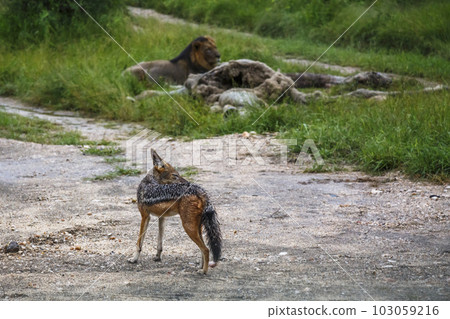 African lion in Kruger National park, South Africa 103059216