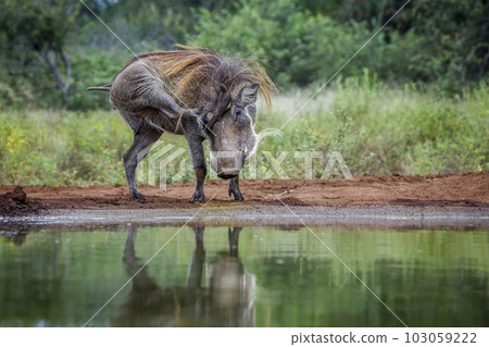 Common warthog in Kruger National park, South Africa Common warthog in Kruger National park, South Africa 103059222