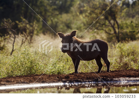 Common warthog in Kruger National park, South Africa Common warthog in Kruger National park, South Africa 103059233