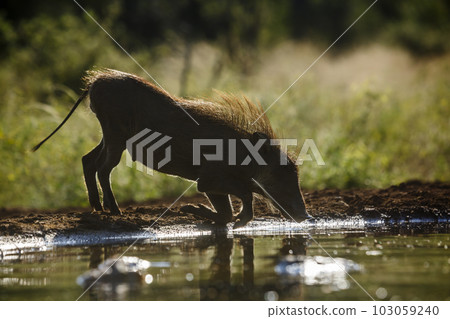 Common warthog in Kruger National park, South Africa 103059240