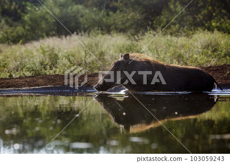 Common warthog in Kruger National park, South Africa 103059243