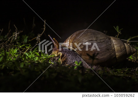 Giant African land snail in Kruger National park, South Africa 103059262