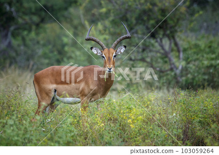 Common Impala in Kruger National park, South Africa Common Impala in Kruger National park, South Africa 103059264