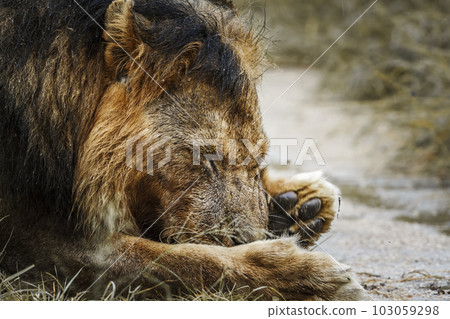 African lion in Kruger National park, South Africa 103059298