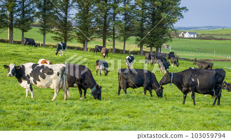 A herd of cows graze on a green meadow of a farmer's field in Ireland. Animals on free grazing, organic farm. Herd of cows grazing on a green meadow in the countryside. cow, field A herd of cows graze on a green meadow of a farmer's field in Ireland. Animals on free grazing, organic farm. Herd of cows grazing on a green meadow in the countryside. cow, field 103059794