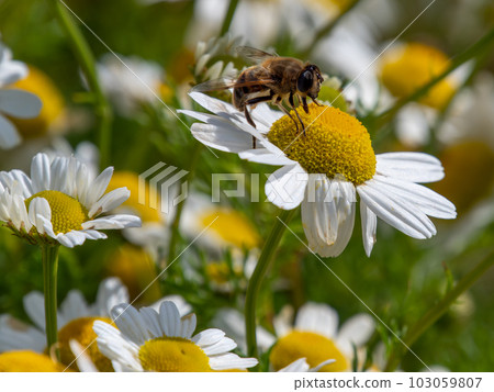 One bee collects pollen from a white chamomile flower on a summer day. Honeybee perched on white daisy flower, close-up. One bee collects pollen from a white chamomile flower on a summer day. Honeybee perched on white daisy flower, close-up. 103059807