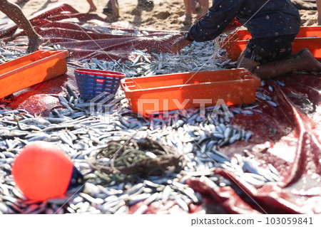 A pile of freshly caught fish on the seashore - collecting fish in containers 103059841