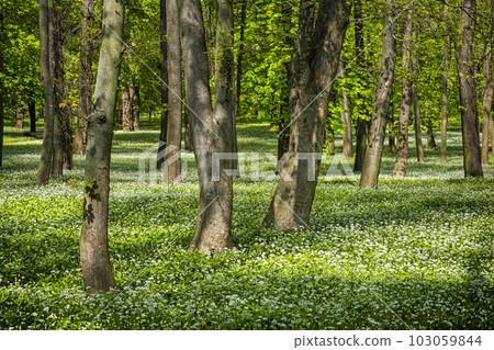 Manor park in Dolna Krupa, Slovakia Manor park in Dolna Krupa, Slovakia 103059844