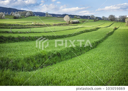 Historic agrarian landscape, Hrinovske lazy, Slovakia 103059869