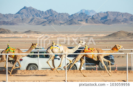 Camels racing for the king's cup, Al Ula, Saudi Arabia Camels racing for the king's cup, Al Ula, Saudi Arabia 103059956