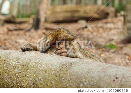 Barbary macaque ape, naturel life in reserve, The Mountain of the Monkeys in Alsace Barbary macaque ape, naturel life in reserve, The Mountain of the Monkeys in Alsace 103060526