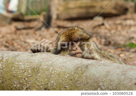 Barbary macaque ape, naturel life in reserve, The Mountain of the Monkeys in Alsace 103060528
