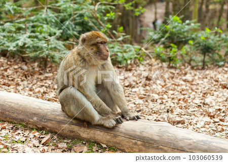 Barbary macaque ape, naturel life in reserve, The Mountain of the Monkeys in Alsace 103060539