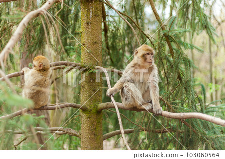 Barbary macaque ape, naturel life in reserve, The Mountain of the Monkeys in Alsace 103060564