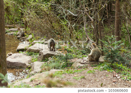 Barbary macaque ape, naturel life in reserve, The Mountain of the Monkeys in Alsace Barbary macaque ape, naturel life in reserve, The Mountain of the Monkeys in Alsace 103060600