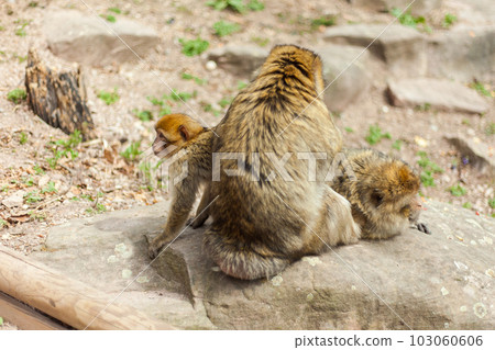 Barbary macaque ape, naturel life in reserve, The Mountain of the Monkeys in Alsace 103060606