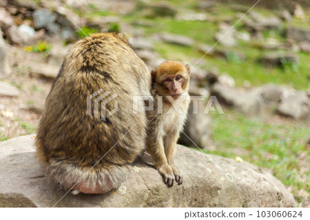 Barbary macaque ape, naturel life in reserve, The Mountain of the Monkeys in Alsace 103060624