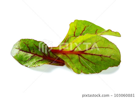 Mangold leaves isolated on white background isolated on white background 103060881