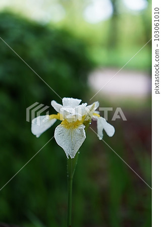 Iris Iris 103061010