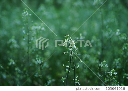 horseradish flower 103061016