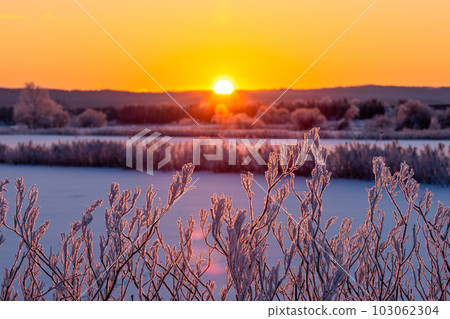清晨的陽光照亮了白霜 103062304