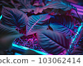 Colorful nature concept, Neon colorful of tropical leaves with neon frame, Leaf of plant, Creativity and design. Neural network AI generated art 103062414