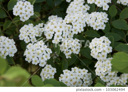Sardine motsuke in full bloom with lovely white flowers blooming in the early summer park Sardine motsuke in full bloom with lovely white flowers blooming in the early summer park 103062494