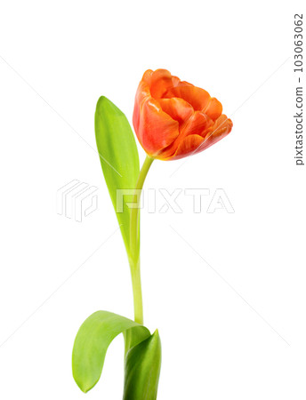 A single blooming tulip A single blooming tulip 103063062