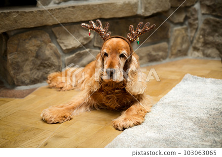 Cocker Spaniel dog in Santa headband Cocker Spaniel dog in Santa headband 103063065