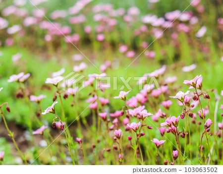 Delicate white pink flowers of Saxifrage moss in spring garden. Floral background Delicate white pink flowers of Saxifrage moss in spring garden. Floral background 103063502