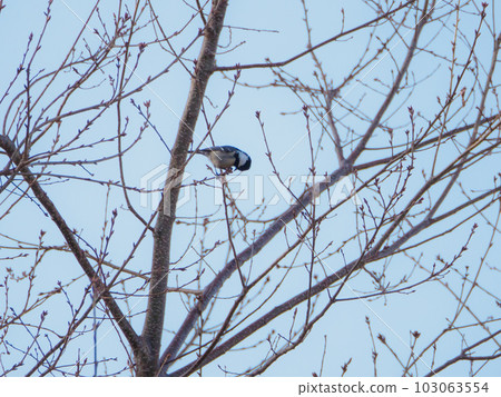 Great tit eating tree buds 103063554