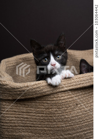 tuxedo kittens sitting inside of a wicker basket 103064442