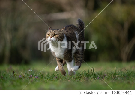 British Shorthair cat running at full speed, playing in the garden. British Shorthair cat running at full speed, playing in the garden. 103064444