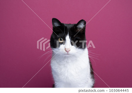 one eyed tuxedo cat looking sad portrait one eyed tuxedo cat looking sad portrait 103064445