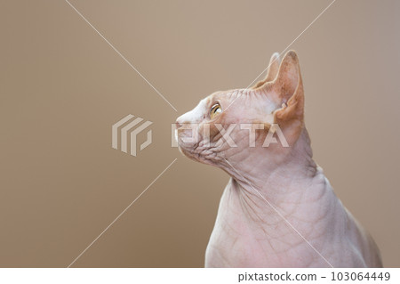 Profile picture of a sphynx cat in a studio. The feline looks to the left. 103064449