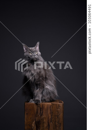 gray maine coon cat sitting on wooden podest gray maine coon cat sitting on wooden podest 103064491