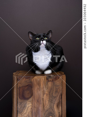 tuxedo cat sitting on a wood log. Studio photo, brown color background. 103064492