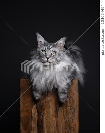 silver tabby maine coon cat studio portrait silver tabby maine coon cat studio portrait 103064494