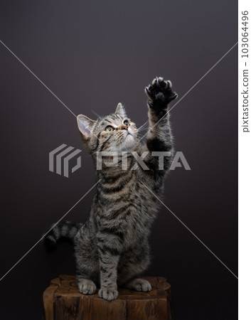 playful tabby cat raising paw looking up curiously playful tabby cat raising paw looking up curiously 103064496