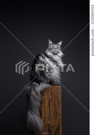 majestic maine coon cat sitting on podest 103064502