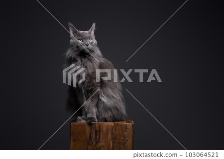 gray maine coon cat sitting on wooden podest 103064521