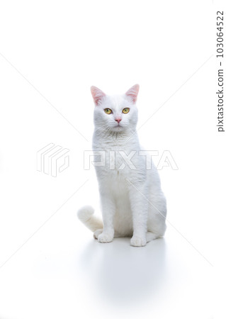white cat on white background portrait 103064522