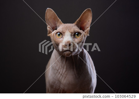 Intense Portrait of a Sphynx cat on dark brown background. 103064529