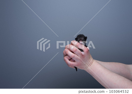 Human hands holding a small newborn black kitten Human hands holding a small newborn black kitten 103064532