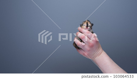 Human hand holding a small newborn kitten Human hand holding a small newborn kitten 103064533